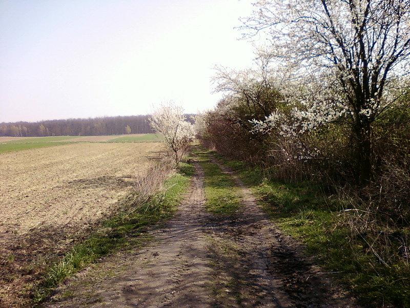 Szlak do Lasu Wiączyńskiego