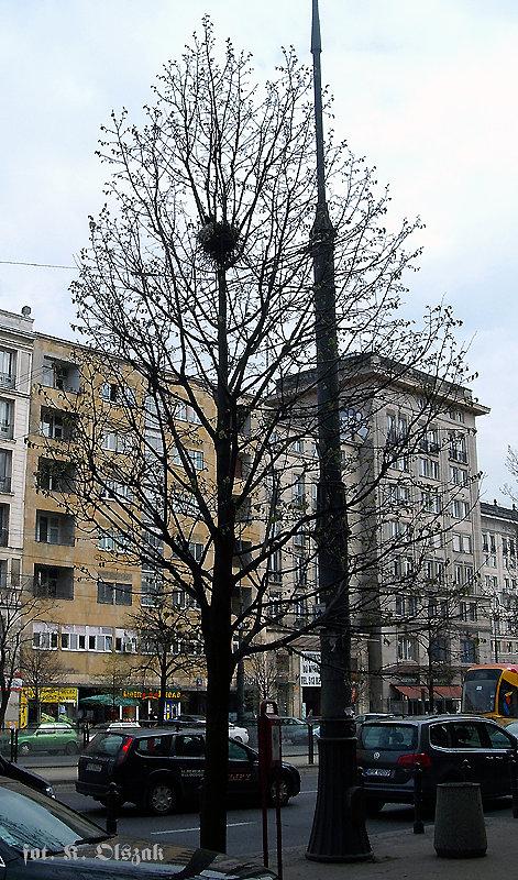 Gniazdo na Marszałkowskiej