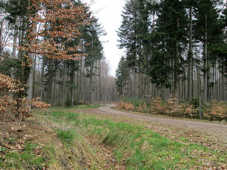 Świetne ścieżki na terenie nadleśnictwa Uniradze