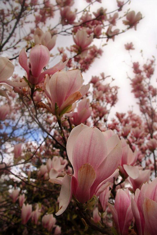 Magnolie na Placu Grunwaldzkim w Szczecinie
