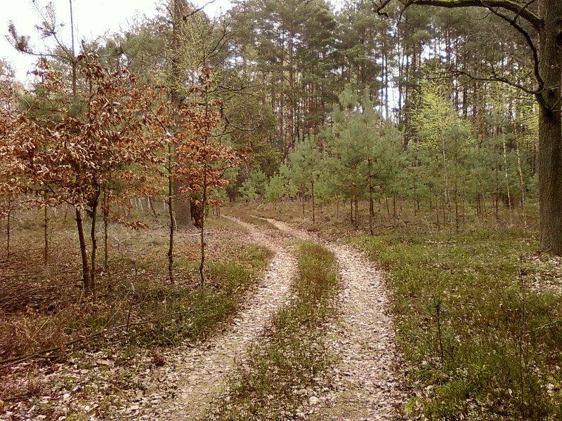 Las Bełdowski