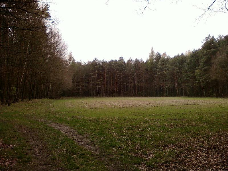 Pole na polanie