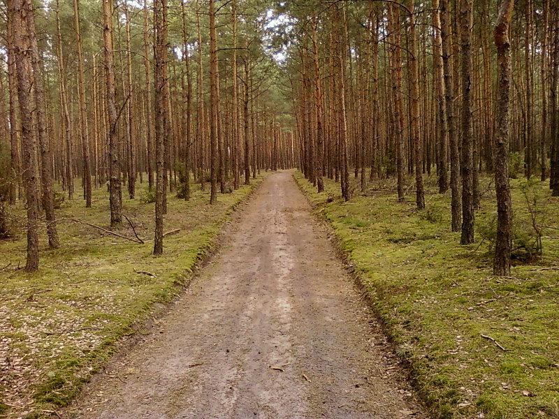 Las sosnowy koło Aleksandrowa