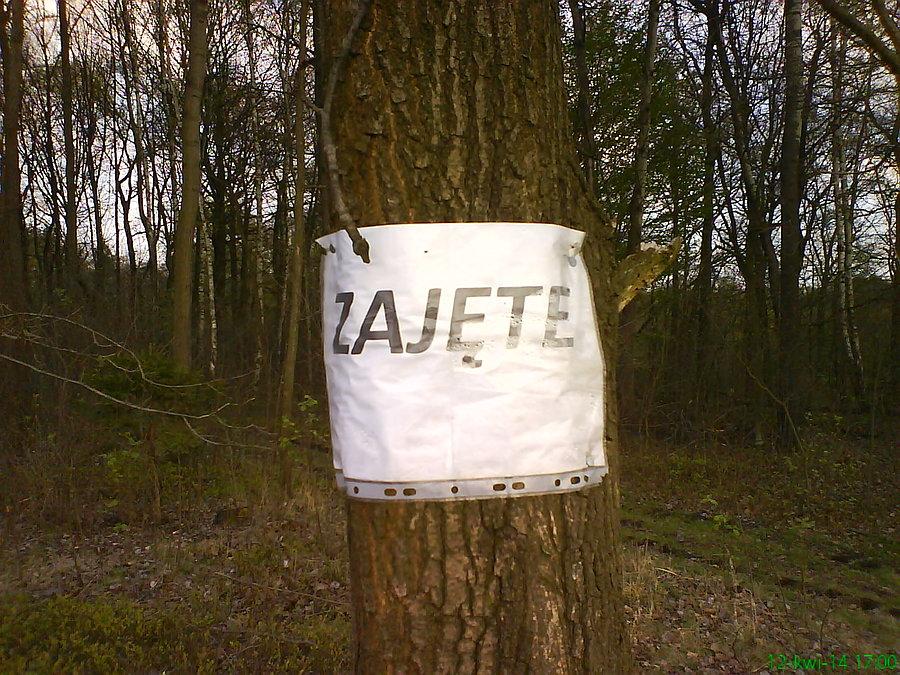 W lesie kilka drzew było już "zajętych", cokolwiek by to nie znaczyło