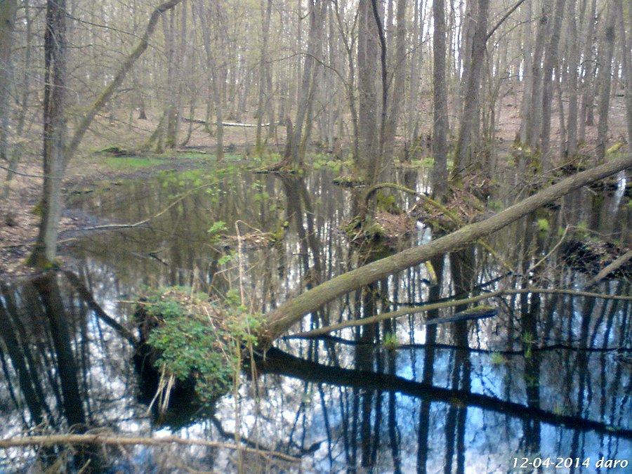 12-04-2014. Leśne mokradła sfotografowane przy drodze szutrowej z Granicznej Wsi do Zaskoczyna