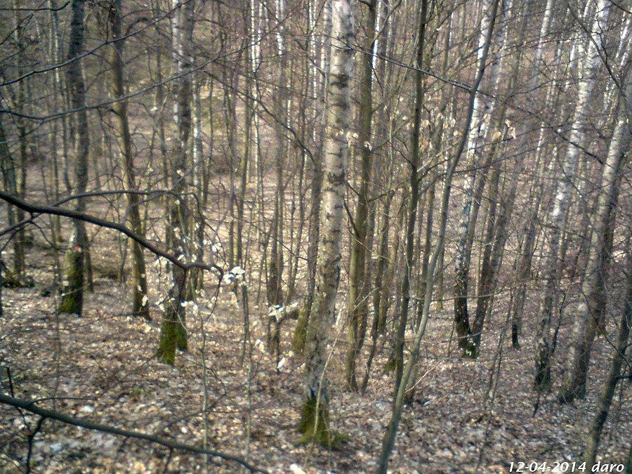 12-04-2014. Piękny krajobraz leśny widziany z wysokości, w miejscowości Zaskoczyn. Sobotnia wycieczka rowerowa