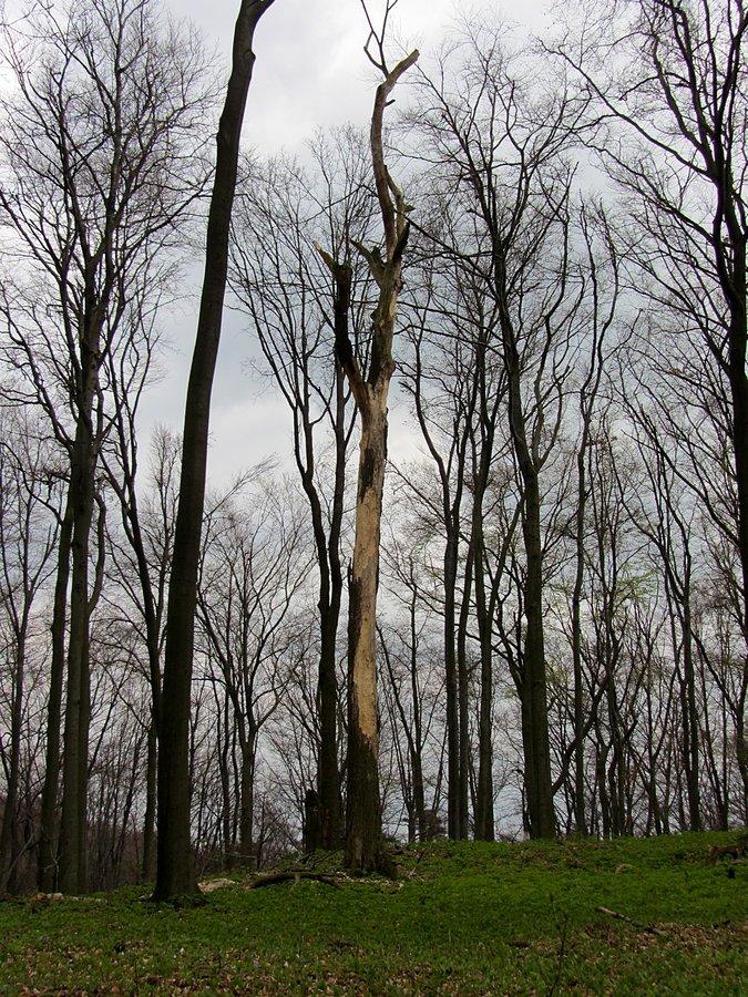 Umarłe drzewo w Sokolich