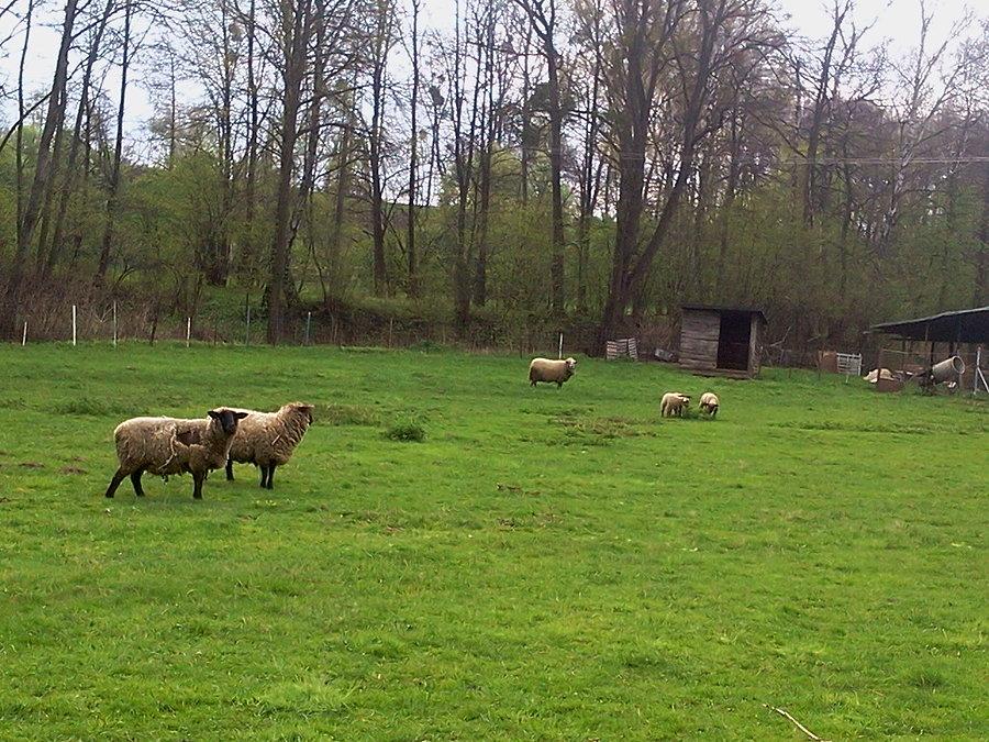 Owce w Rakovcu