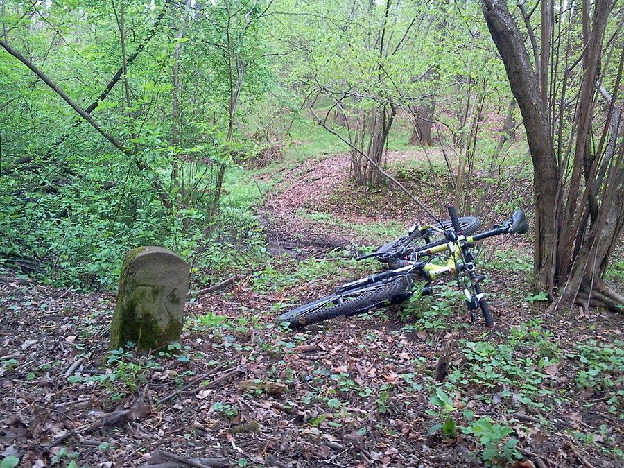 Kalembice las Parchowiec