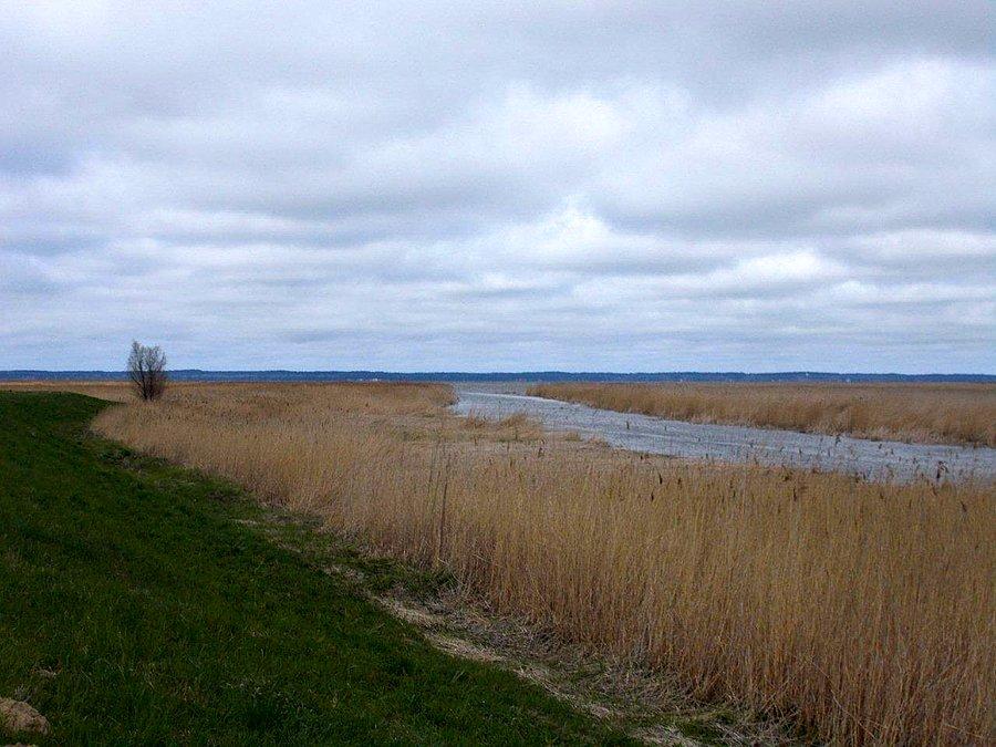 Ujście Cieplicówki do Zalewu Wiślanego