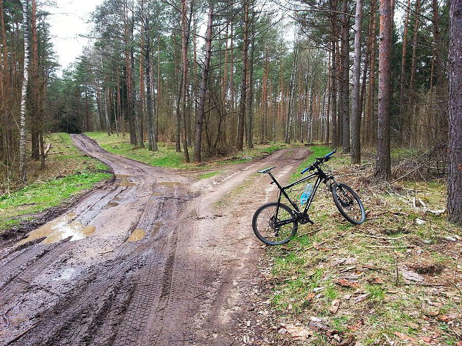 Merida w lesie