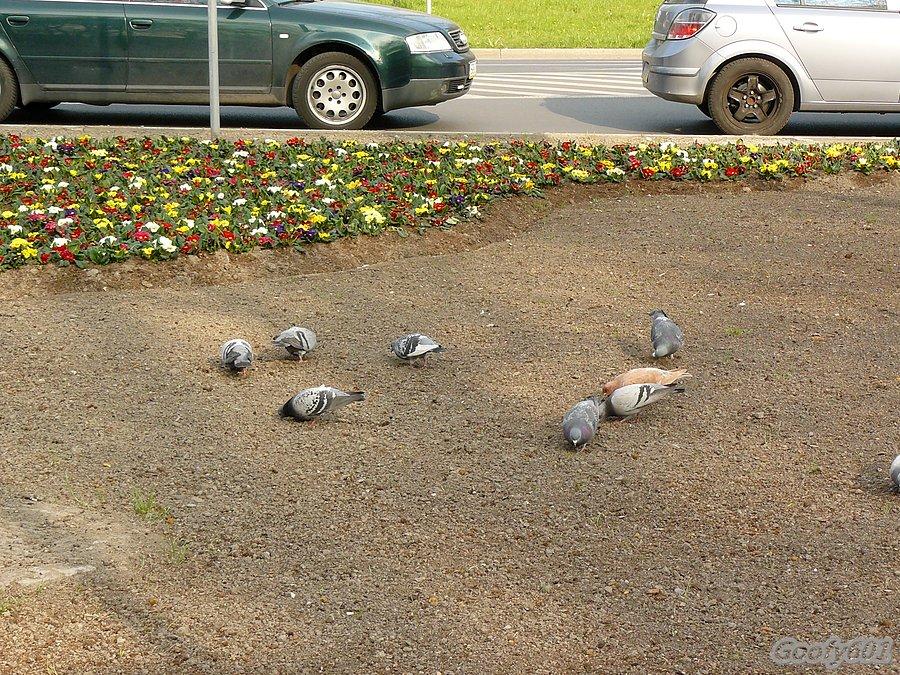 A potem się dziwić, że trawa nie rośnie :P