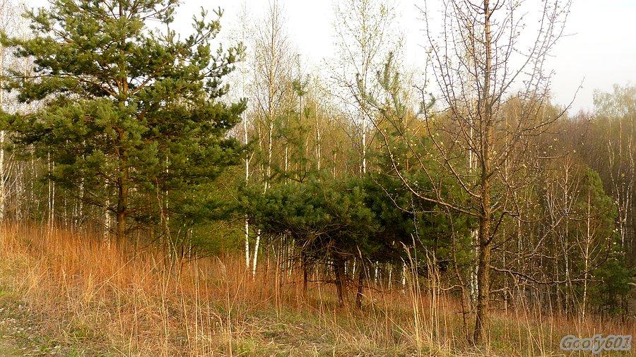 Wiosna na hałdzie