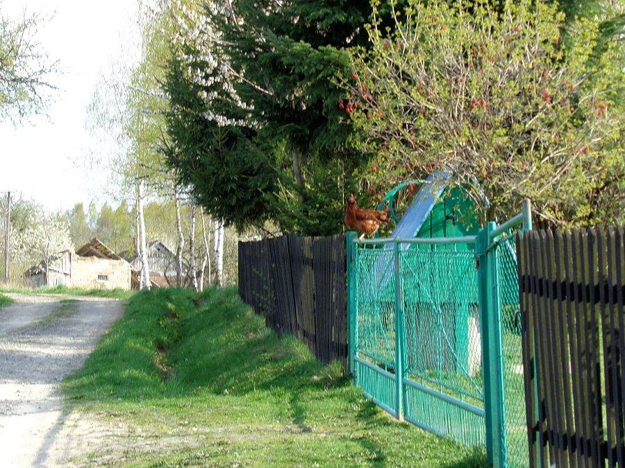 Jak to ..kury latają ?
