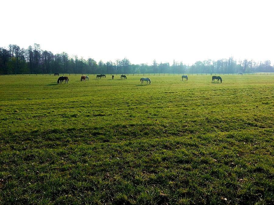 Stadnina koni k. Kleszczewa