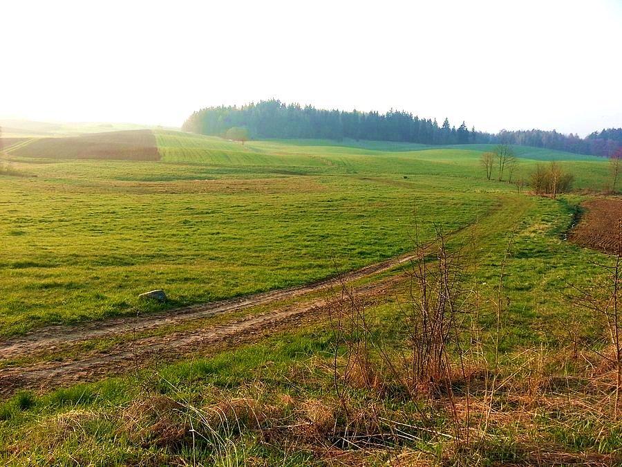 Łąka w okolicach Kijewa