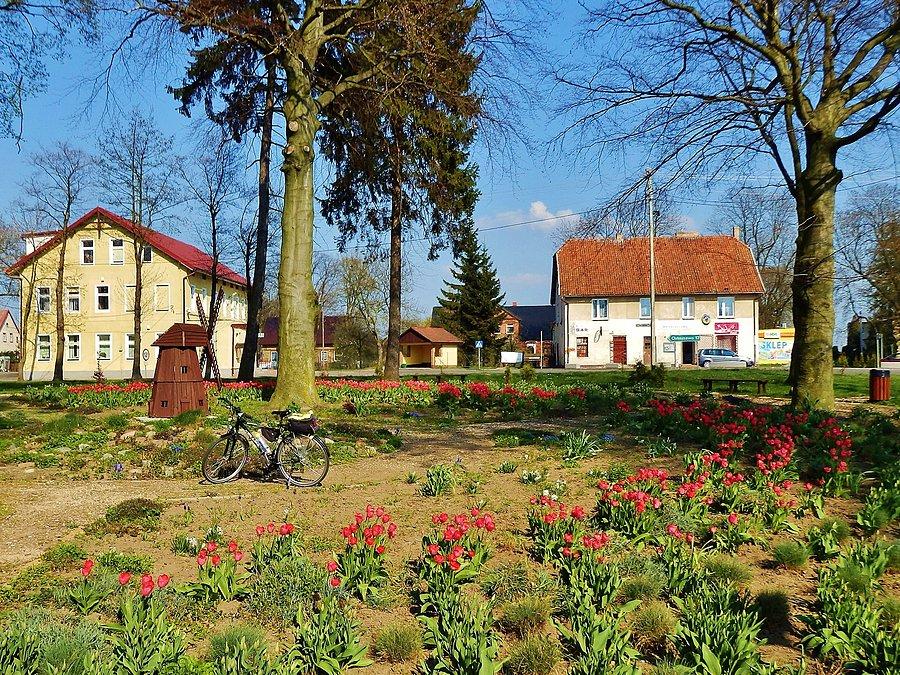 Kellysek wśród tulipanów