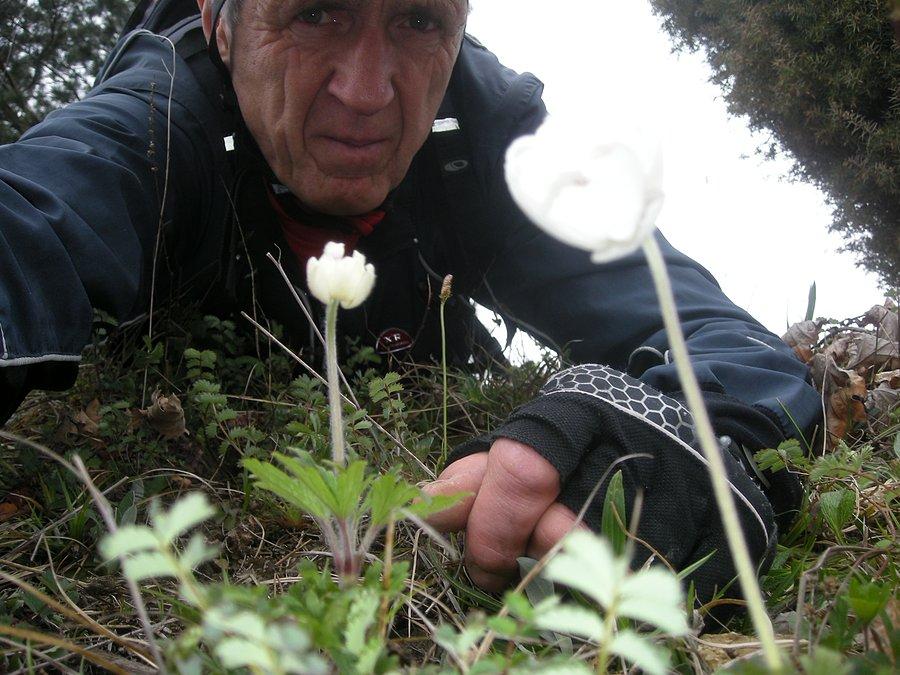 Zawilec wielkokwiatowy
