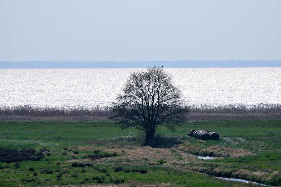 Drzewo na tle Zalewu Szczecińskiego, a na nim prawdopodobnie kolejny bielik