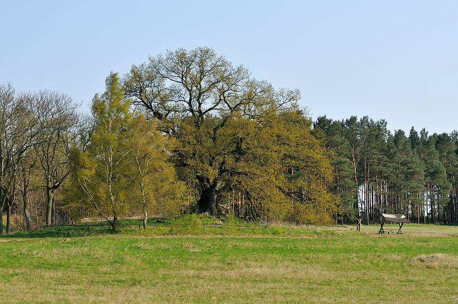 Zabytkowy dąb koło Suckow