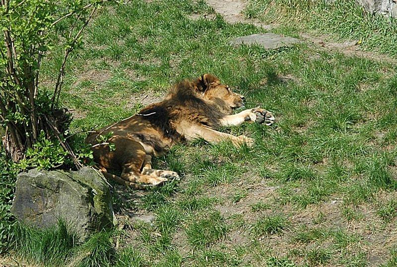Lew - Z archiwum - kwiecień 2011 w Śląskim Zoo - chyba było cieplej
