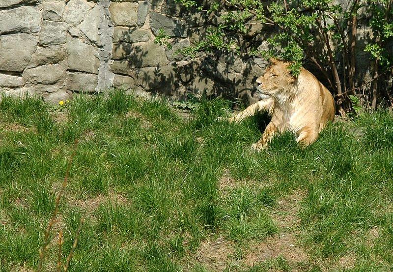 Na wybiegu - Z archiwum - kwiecień 2011 w Śląskim Zoo