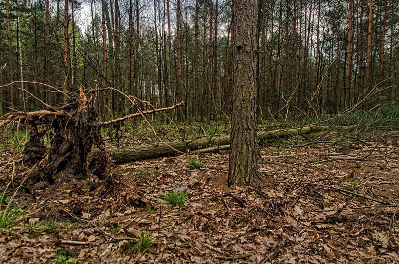 Całkiem tego tutaj sporo