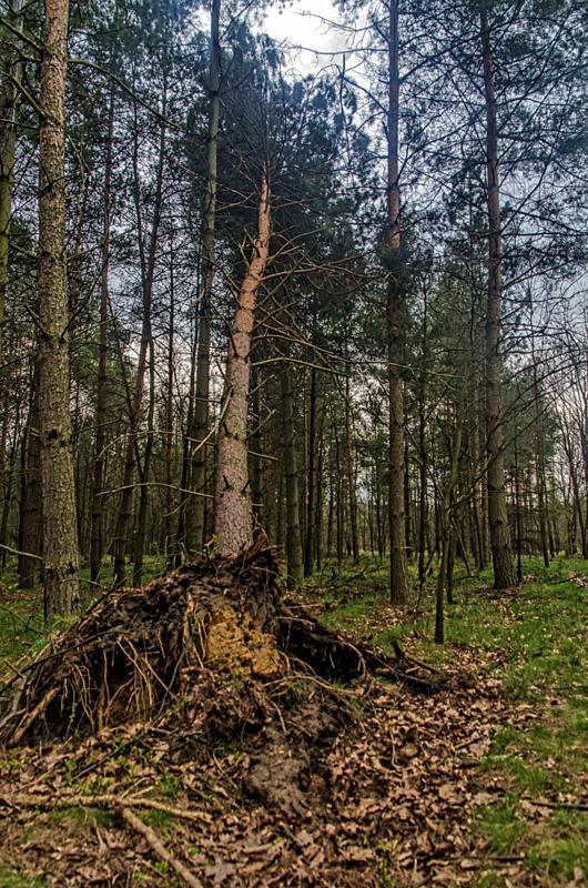 Połamane drzewa