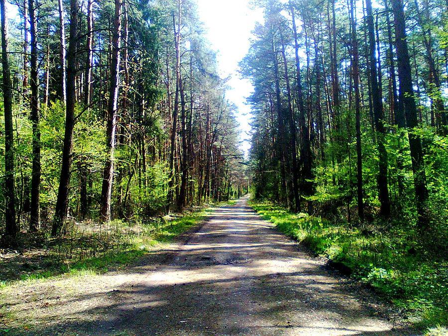 Las w Miasteczku Śląskim