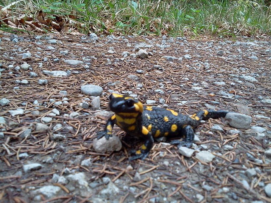 Salamandra
