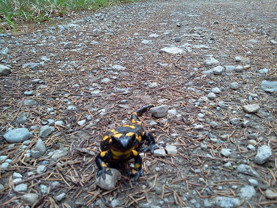 Salamandra
