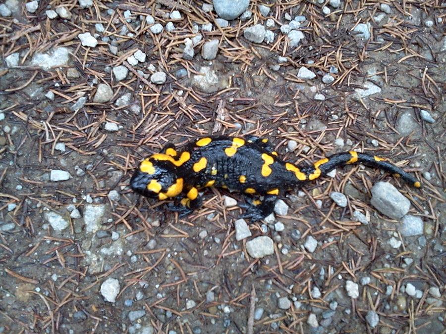 Salamandra