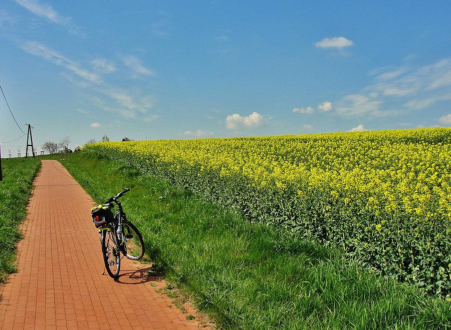 Na trasie wycieczki.Kwitnący rzepak rozsiewa, piękny zapach