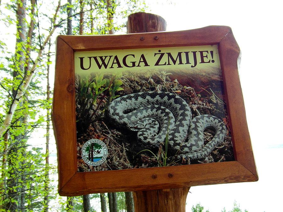 Uwaga żmije