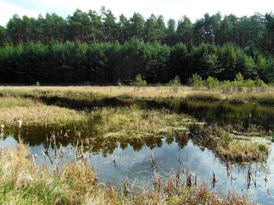 Torfowisko - Park Narodowy Bory Tucholskie