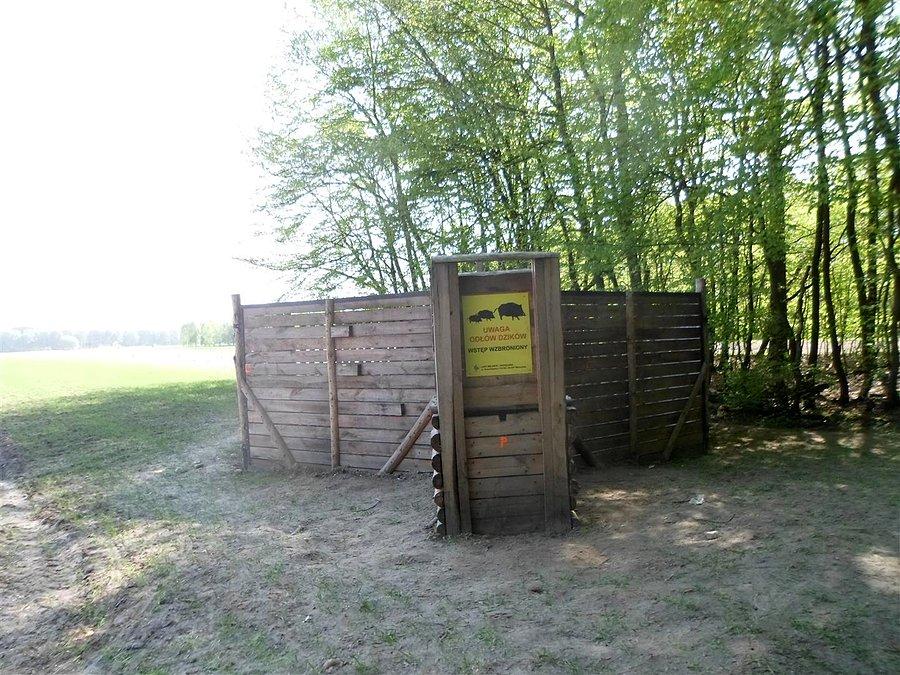 Pułapka na dziki w Lesie Kabackim