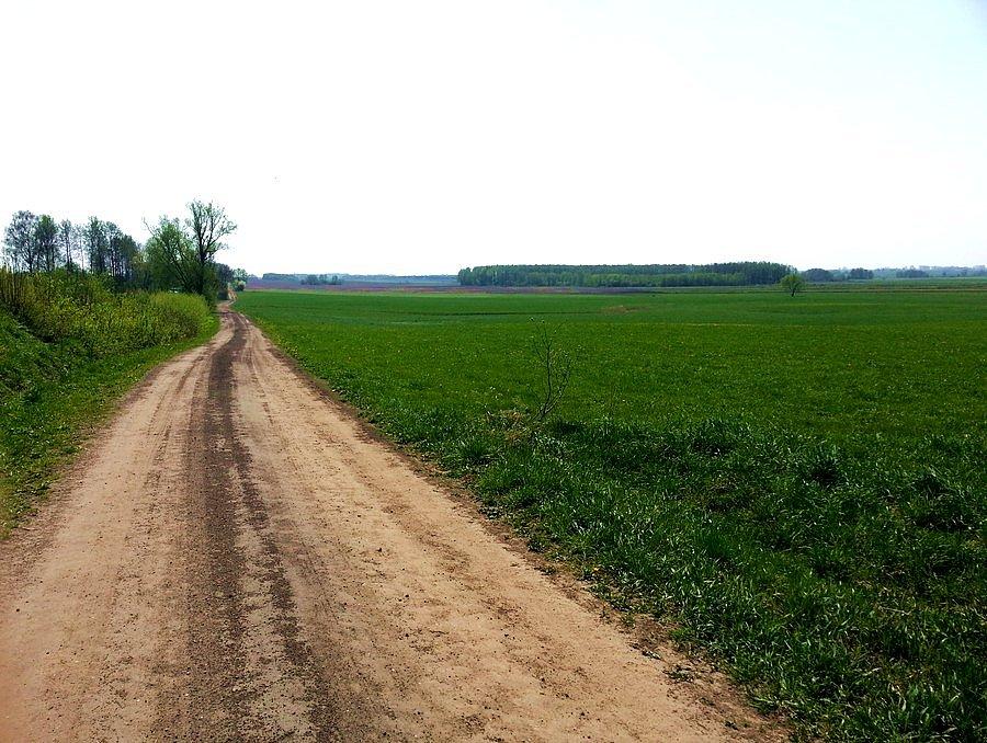 Droga między Jędrzejkami a Lisewem