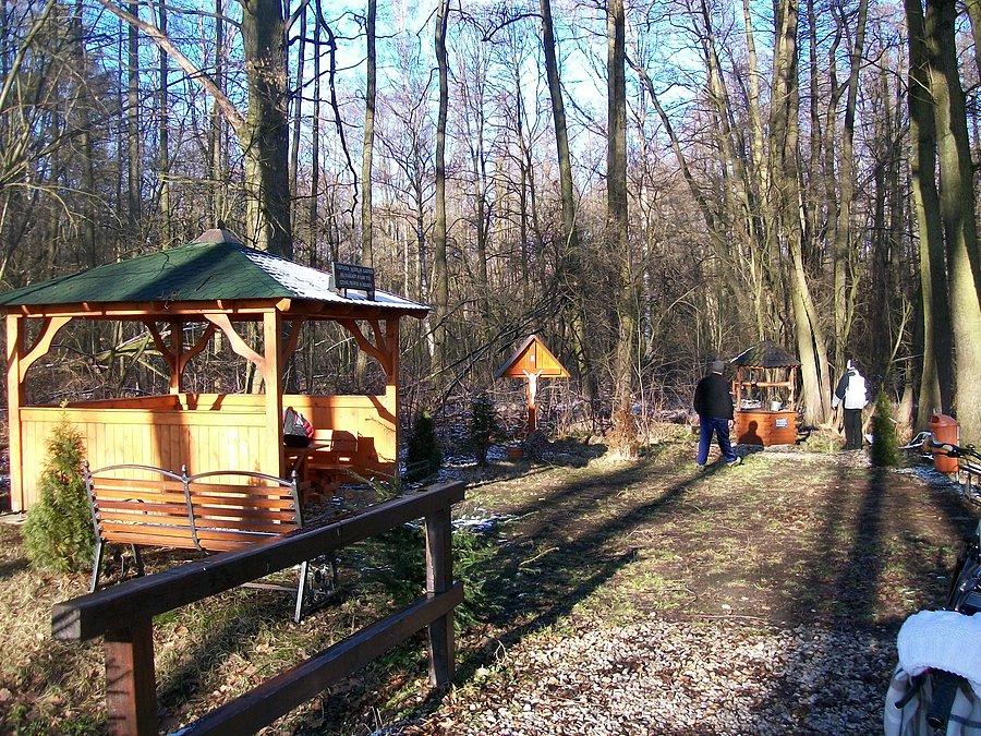 Żrodełko w lesie