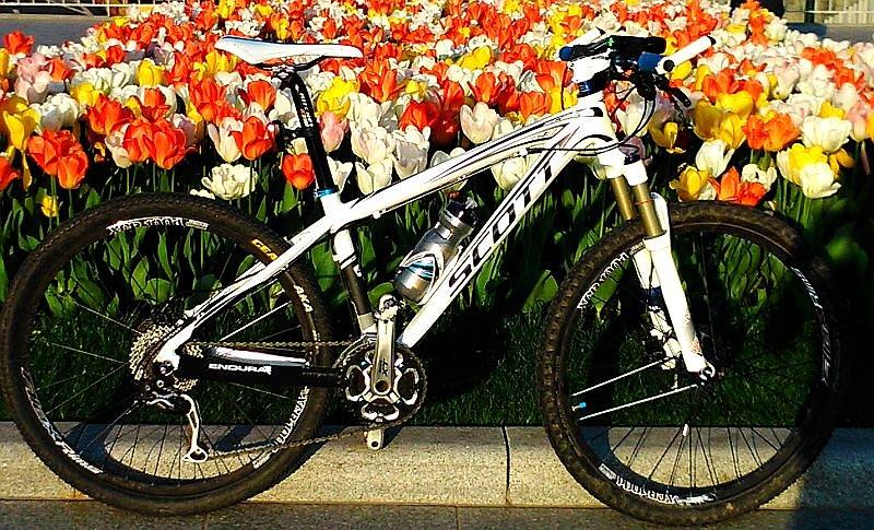 Scott przy Tulipanach
