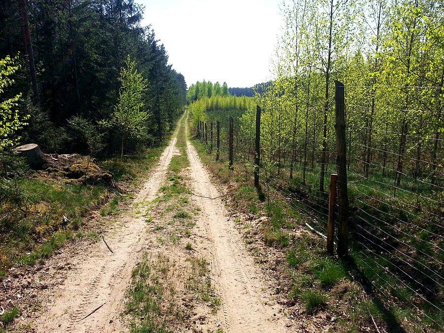 Leśna droga w okolicach Regla