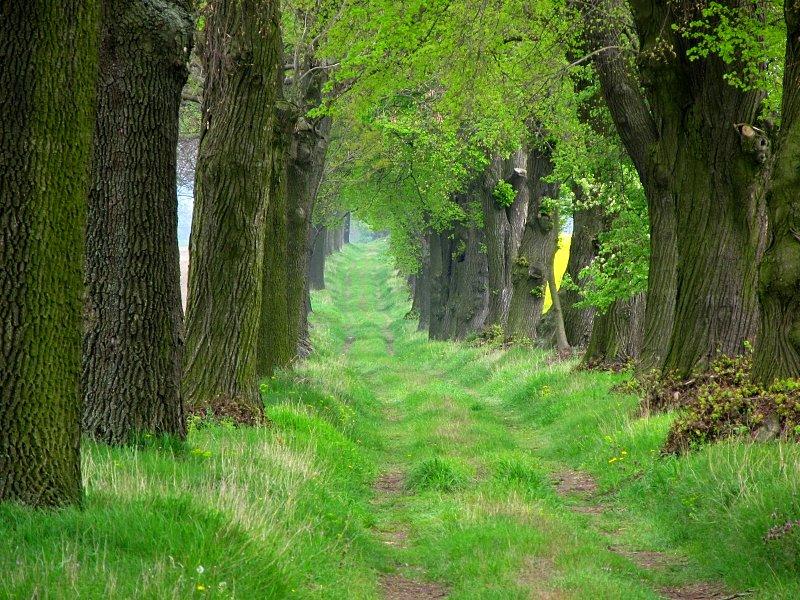 Piękny, zielony korytarz