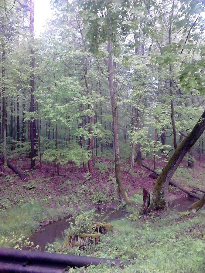 Puszcza Kampinoska
