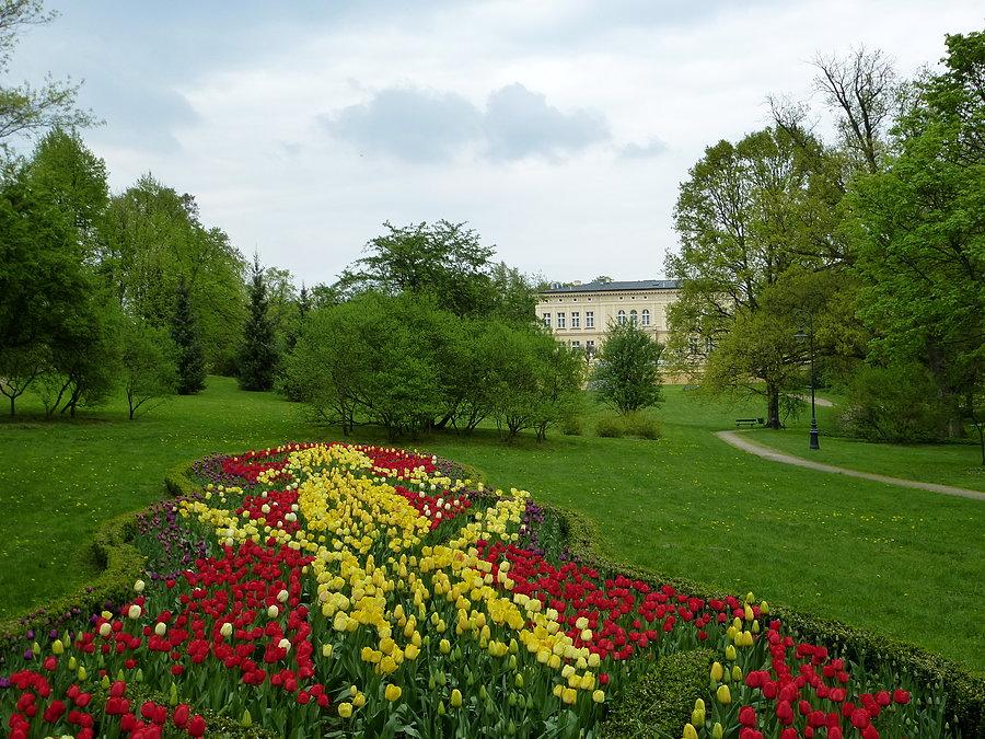 Tulipanowe dywany w Ostromecku