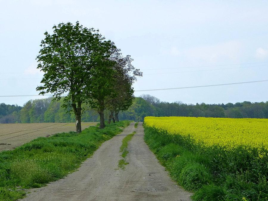 Czas na kolejny terenowy odcinek z Cichoradza do Raciniewa