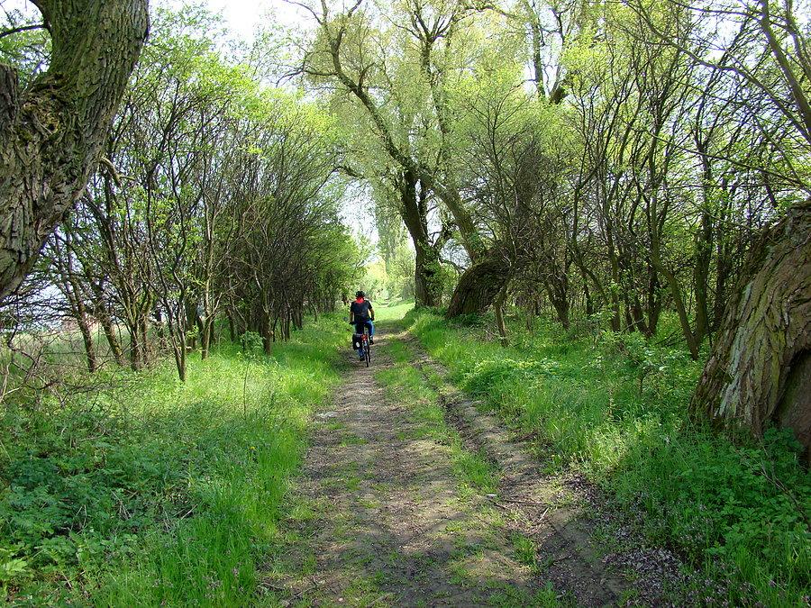 W drodze do Bobolina