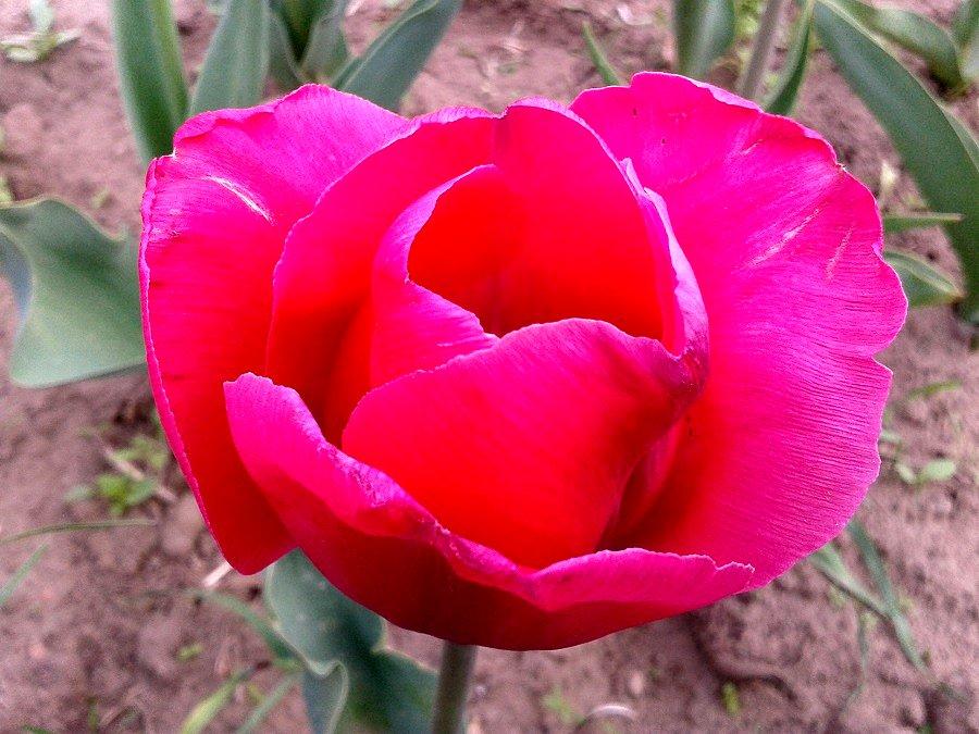 Tulipanek