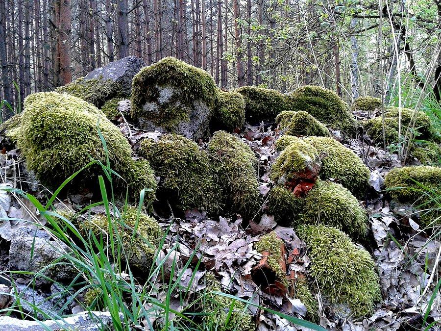 Kamyczki na leśnym szlaku