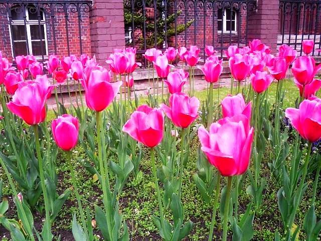 Tulipany przed UM w Wodzisławiu Śląskim