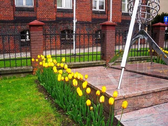 Piękna żółta odmiana tulipanów