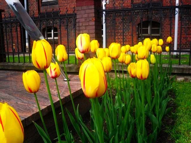 Tulipany przed UM